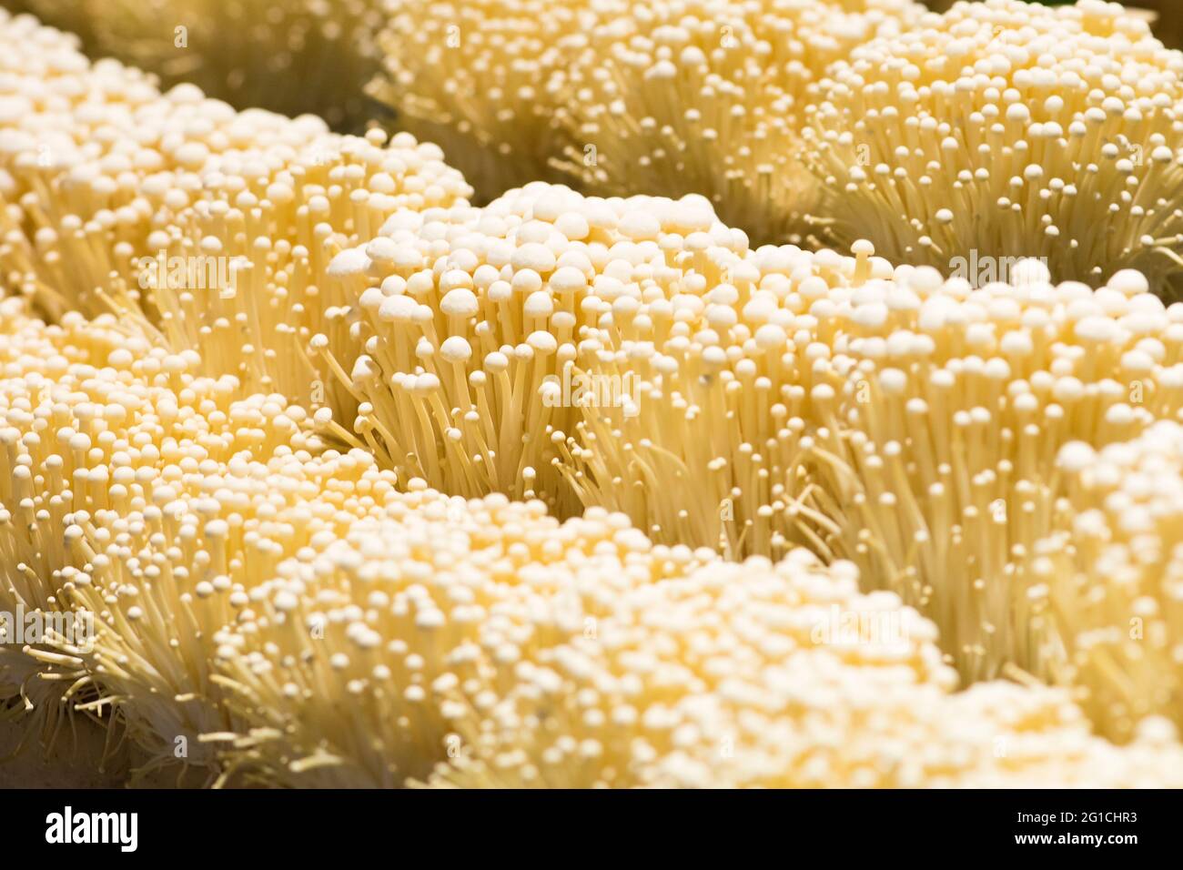 Fresh Enoki mushrooms Stock Photo Alamy