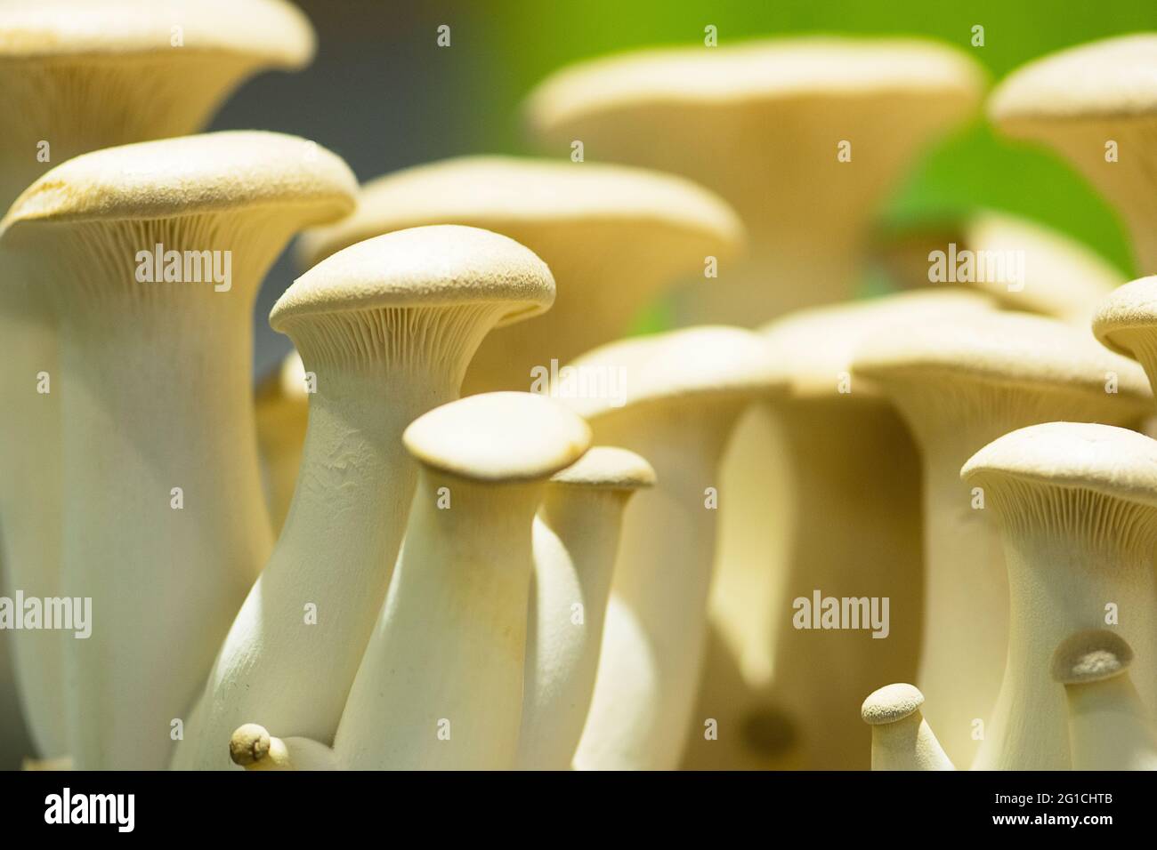 King oyster mushroom,eringi Stock Photo Alamy