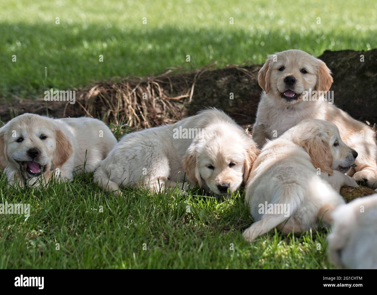 Golden Retriever pups lying under a tree in summer time Stock Photo - Alamy