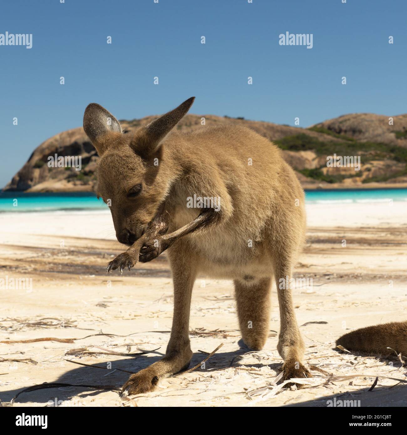 kangaroo-lucky-bay-australia-hi-res-stock-photography-and-images-alamy