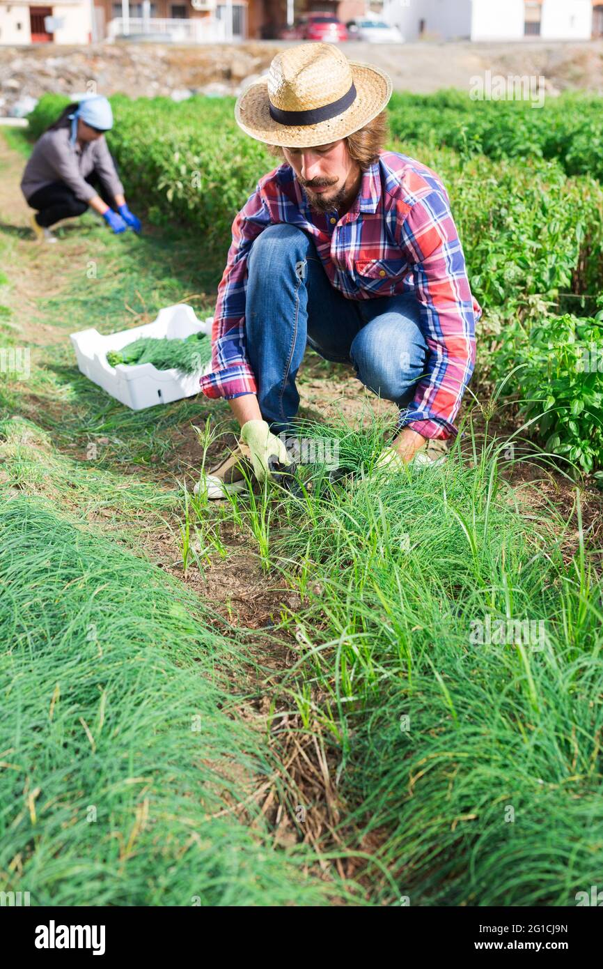 Farmer harvesting young green onion on plantation Stock Photo - Alamy