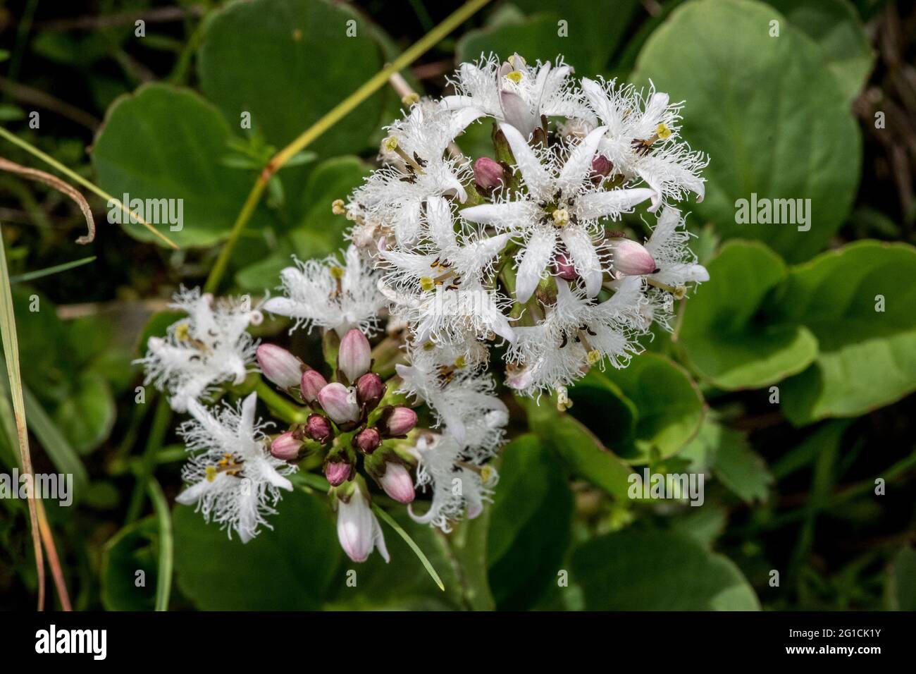 Menyanthes trifoliata or Bogbean Stock Photo