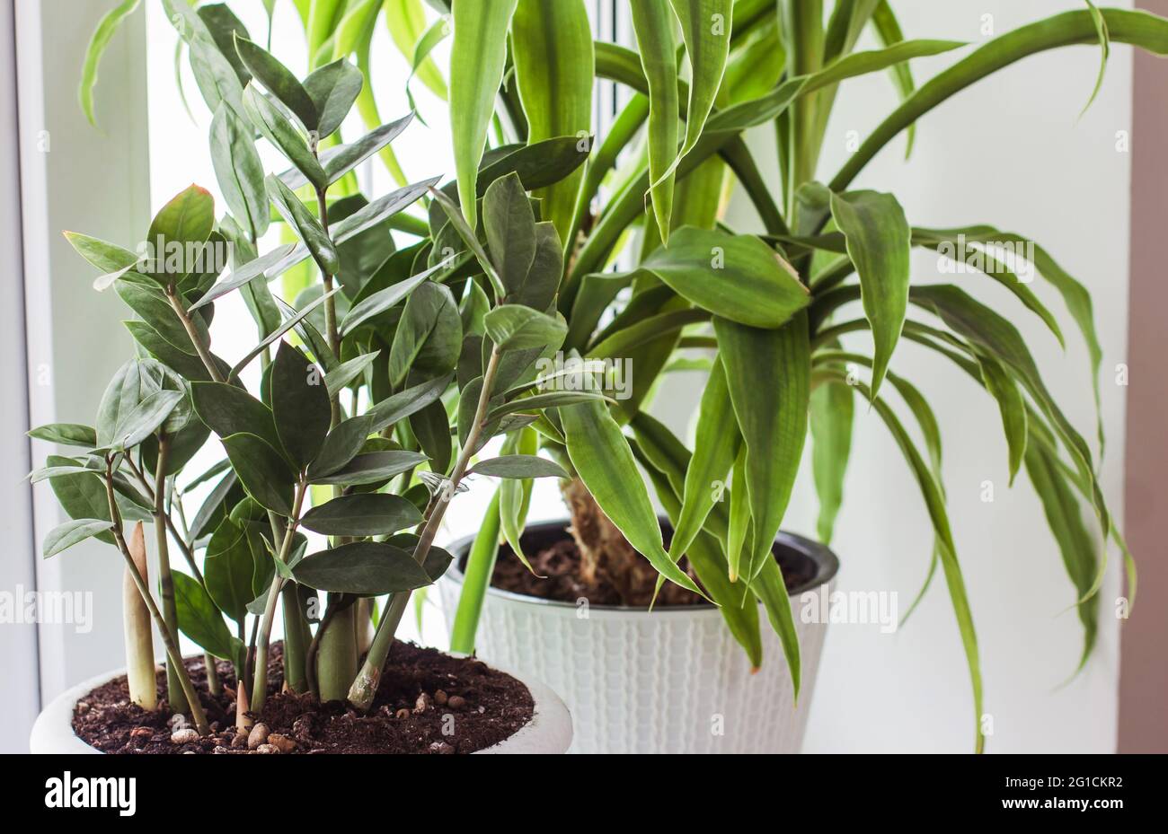 Different types of potted house plant Green gardening background Home decor Copy space decoration Stock Photo