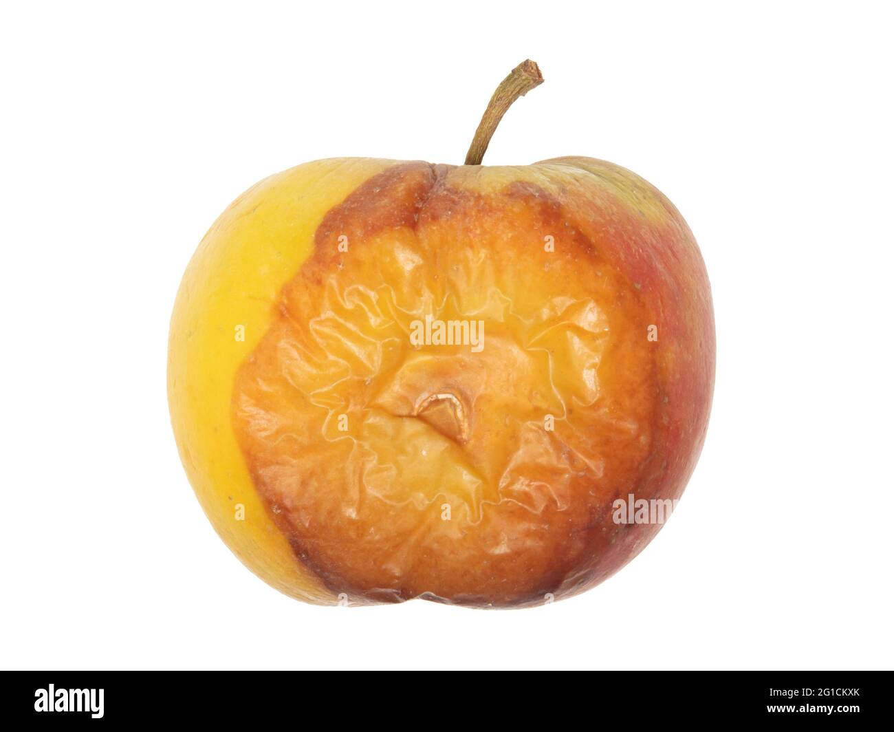 Rotten apple isolated on a white background Stock Photo - Alamy