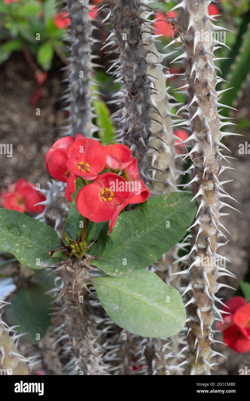 Euphorbia milii, Crown of Thorns, Christ Plant or Christ Thorn flowering plant in the spurge family: Euphorbiaceae, native region: Madagascar. Stock Photo