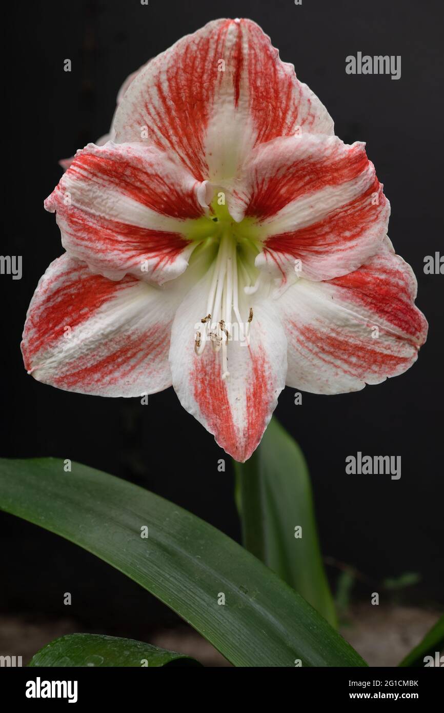 Amaryllis red and white blooming flower, family: Amaryllidaceae. Stock Photo