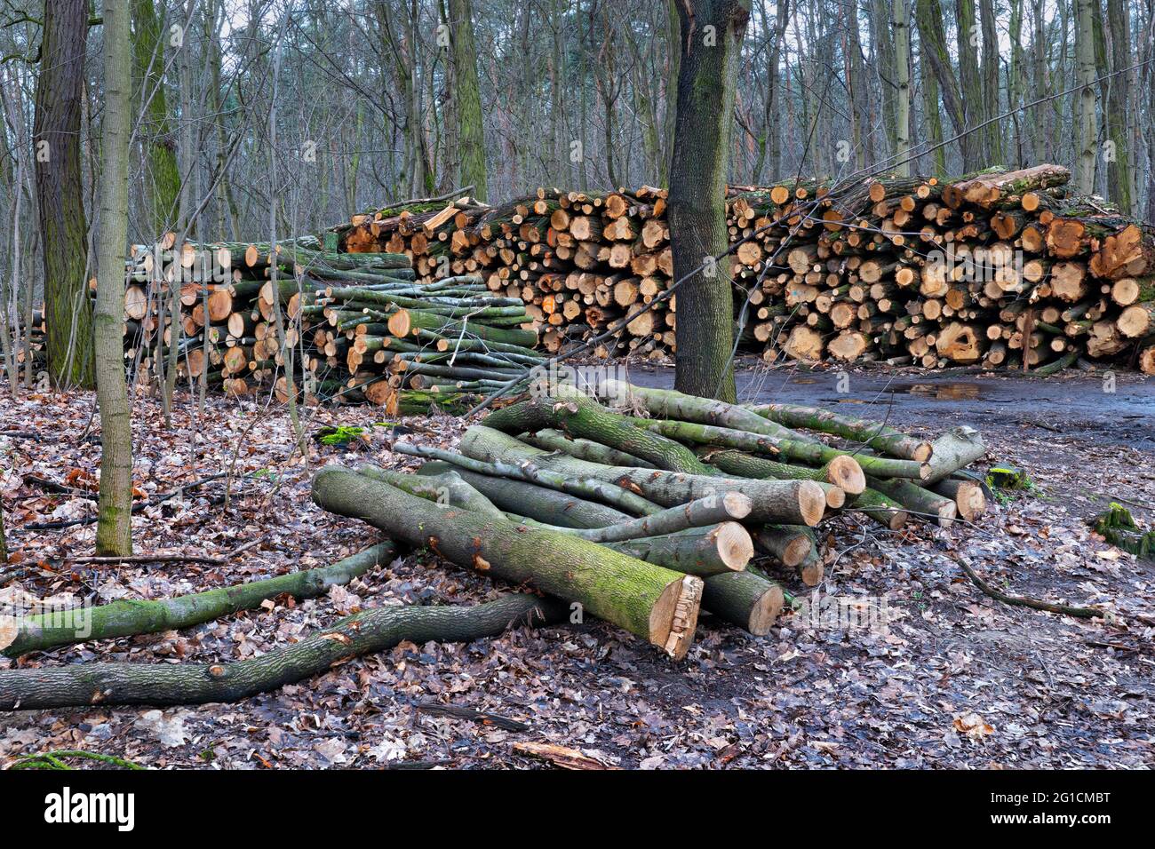 Timber harvest, tree logs piles stored in the forest, ready for