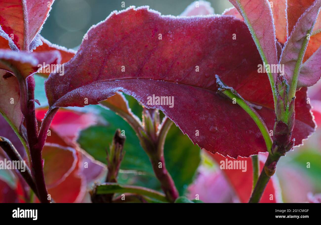 Photinia red robin winter hi-res stock photography and images - Alamy