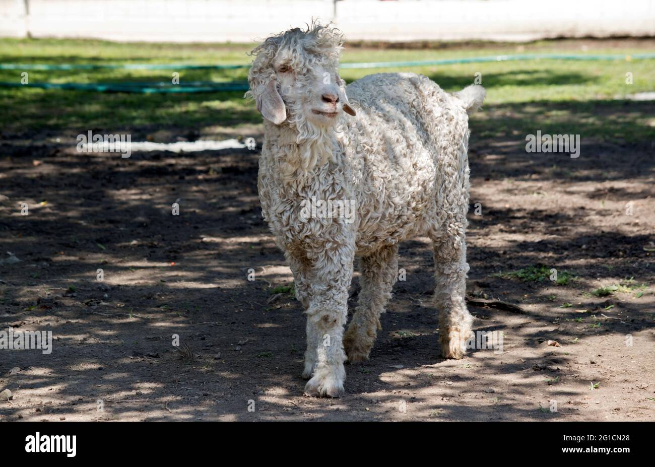 the angora goat is in the shade on the hot day Stock Photo