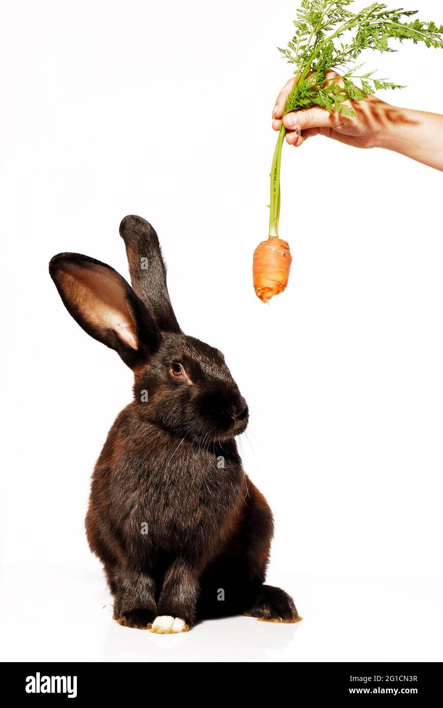 Animal, Rabbit, animal, breed, buck, bugs, bunny, cute, ears, easter ...