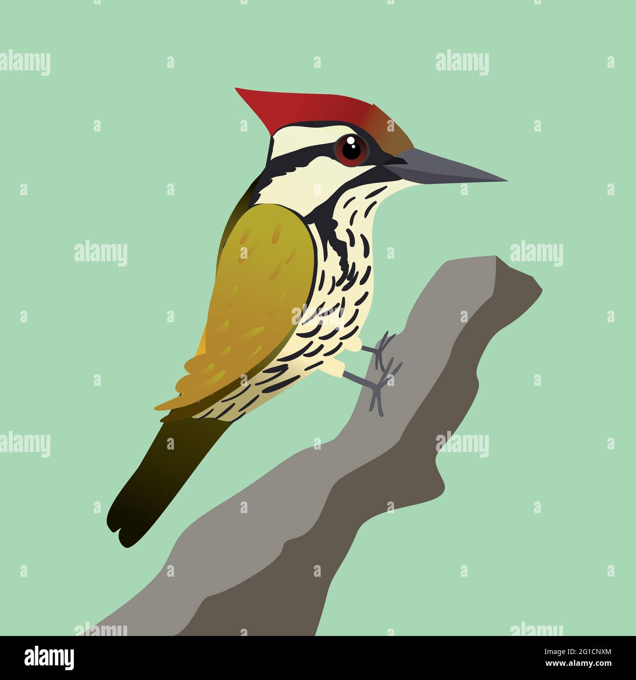 A vector illustration of a common flameback woodpecker or  common goldenback on a tree trunk with a green background Stock Vector