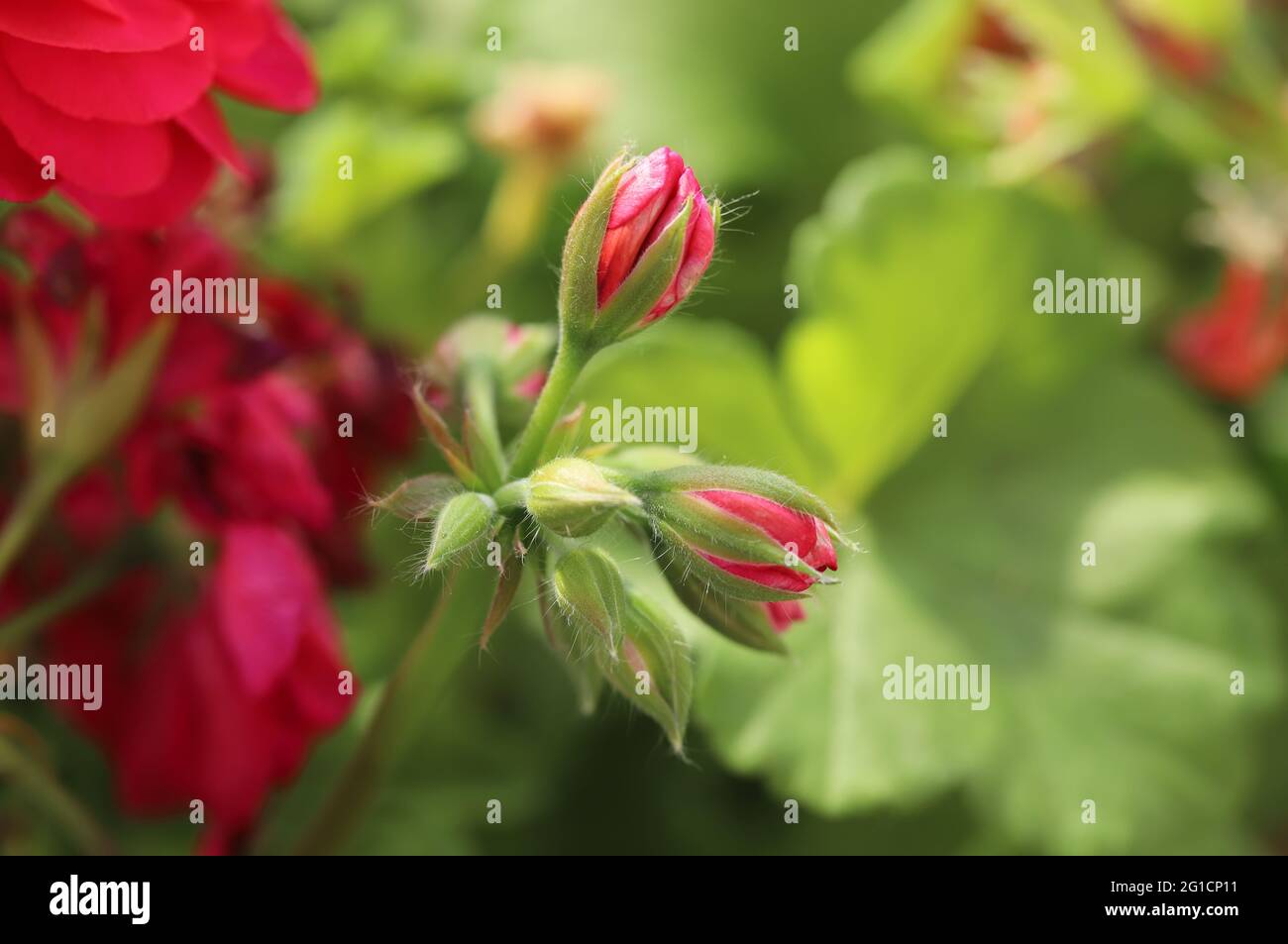 Beautiful spring flower buds garden hi-res stock photography and images ...