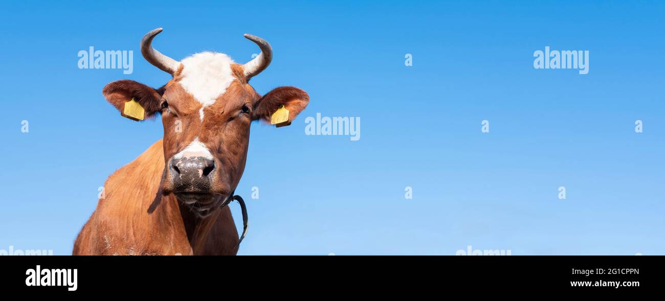 horned head of red brown spotted cow against background of blue sky Stock Photo