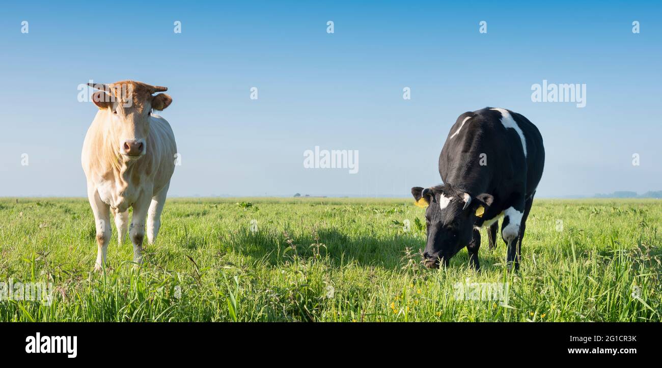 blonde d'aquitaine cow and black one in green grassy meadow under blue sky in holland Stock Photo