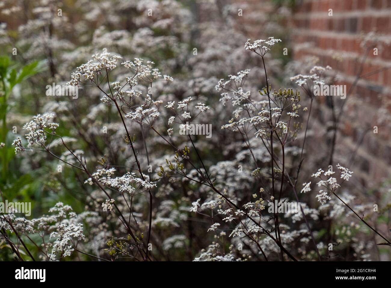 Anthriscus sylvestris ravenswing is a varity of cow parsley with dark purple stems and white flower Stock Photo