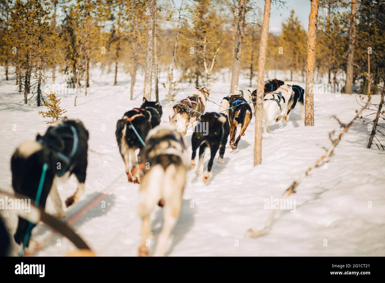 Husky dogs running through trees in forest during winter Stock Photo