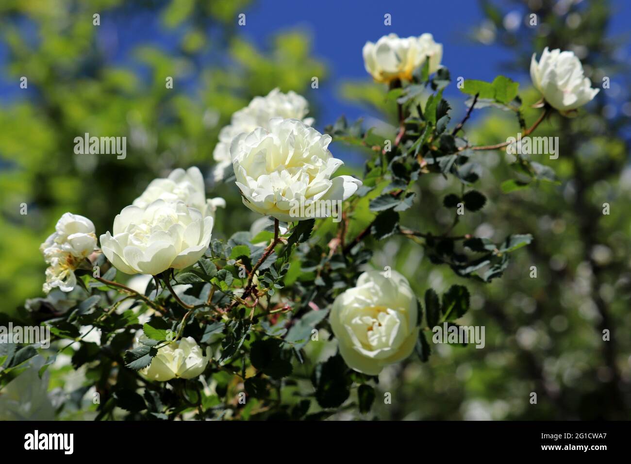 Flowers of white rose bloom on a bush. Beauty of summer nature Stock Photo