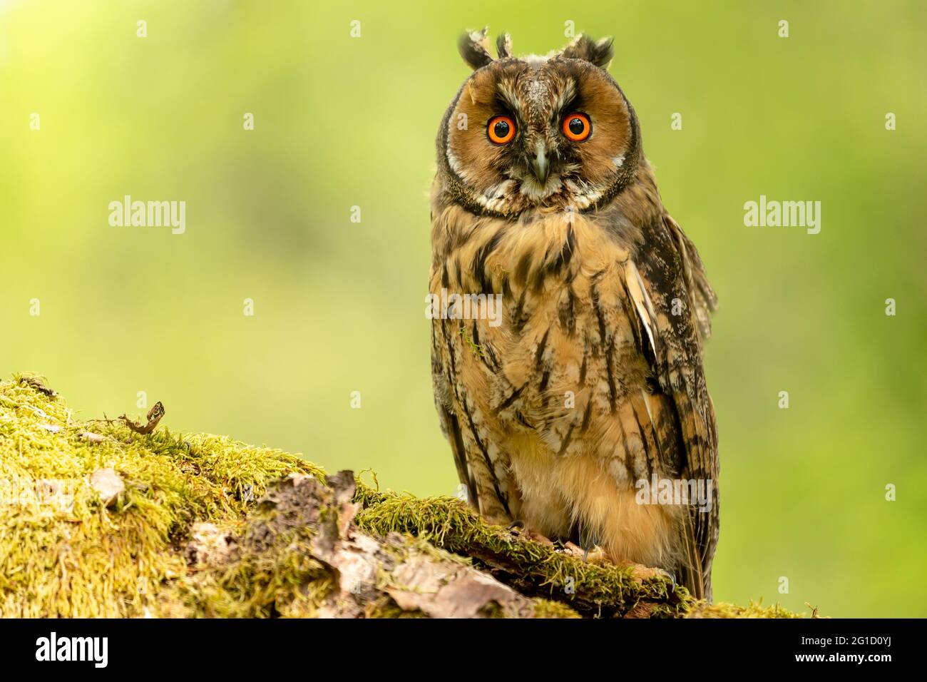 Long eared owl, juvenile.  Scientific name: Asio otus.  Close-up of a young, long eared owl perched on a mossy green log and facing forward.  Clean ba Stock Photo