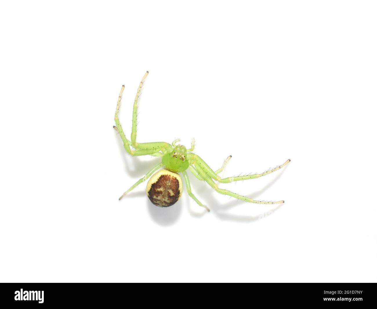 Green crab spider Diaea dorsata on white background Stock Photo