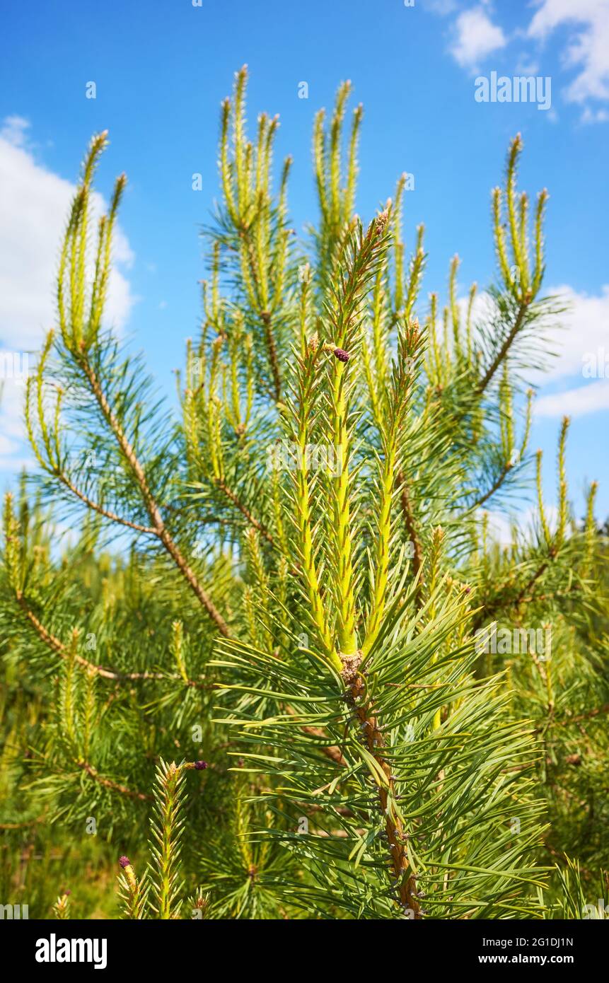 Close up picture of pine tree burgeons, selective focus. Stock Photo