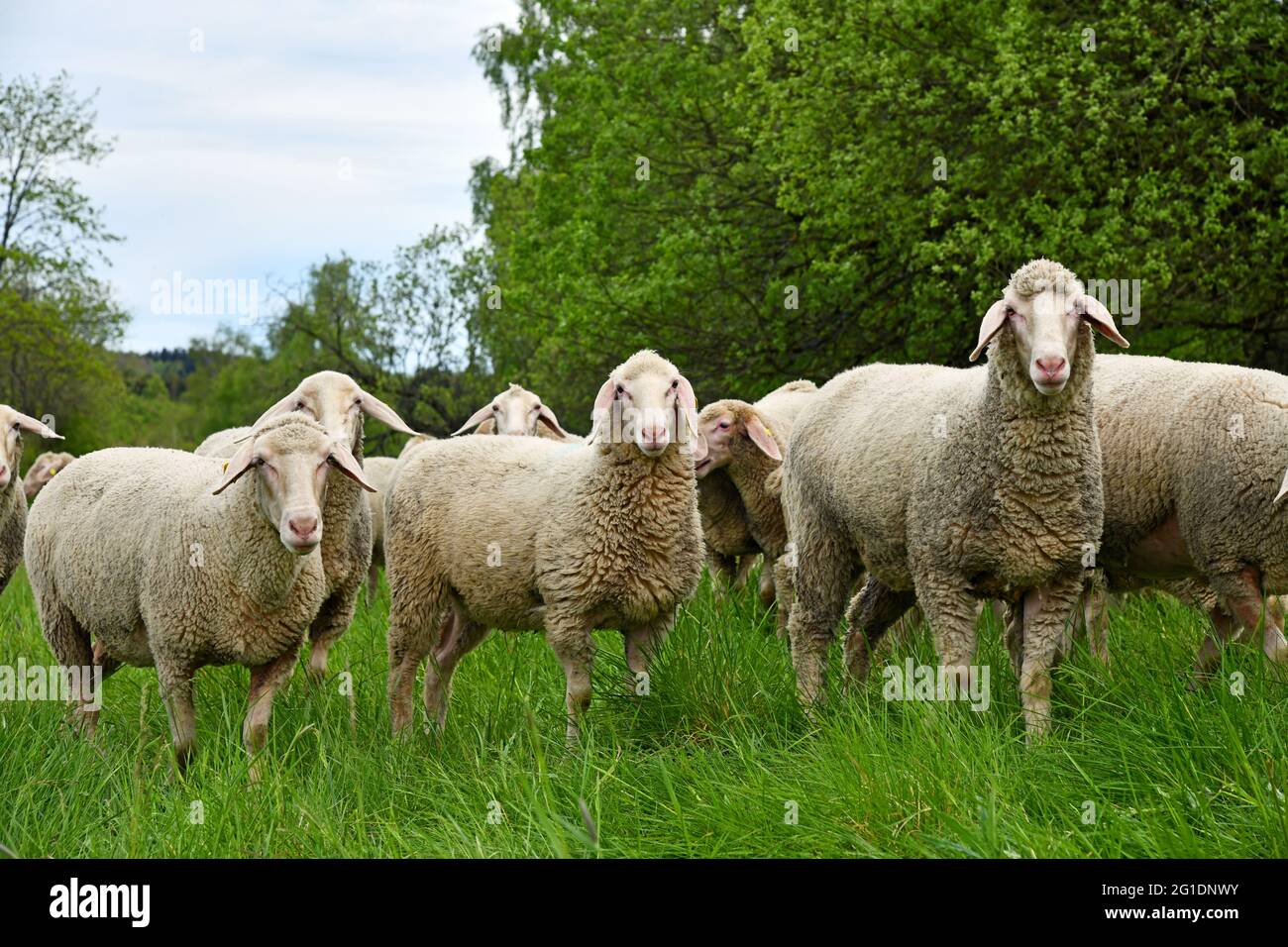 Sheep on the green meadow Stock Photo - Alamy