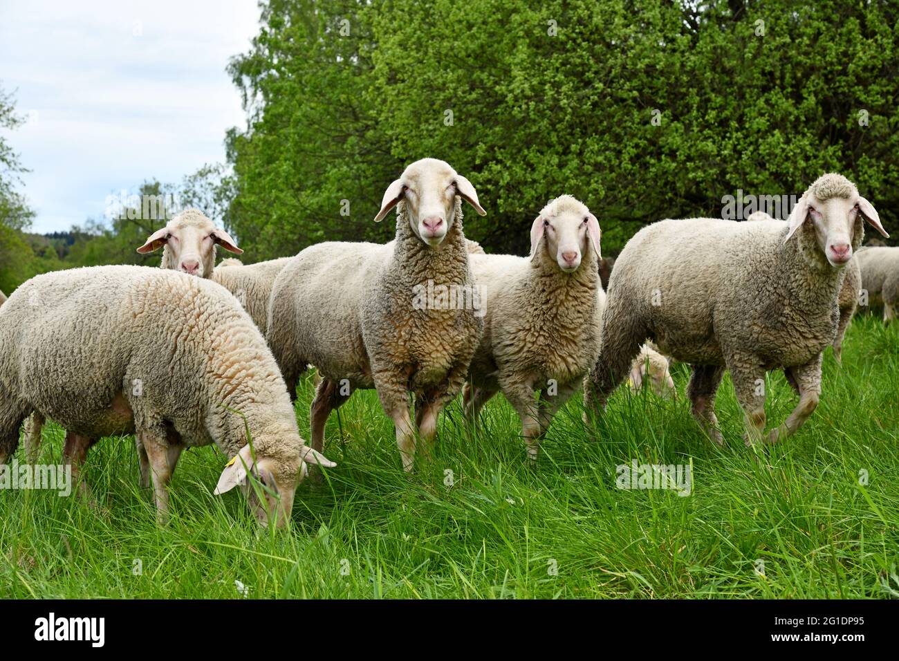 Sheep on the green meadow Stock Photo - Alamy