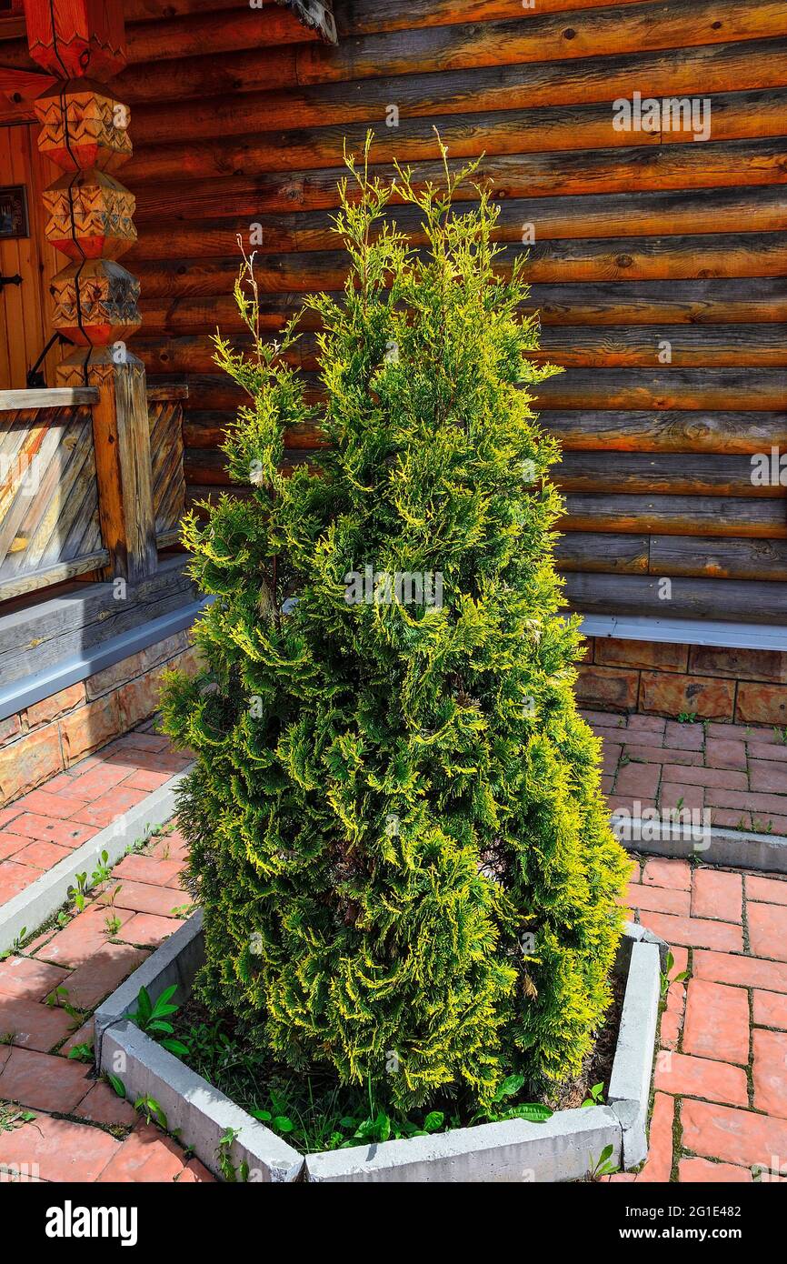 Thuja occidentalis Smaragd (Smaragd Goldstrike) - evergreen conifer with green foliage and golden yellow edges of needles. Ornamental plant for garden Stock Photo