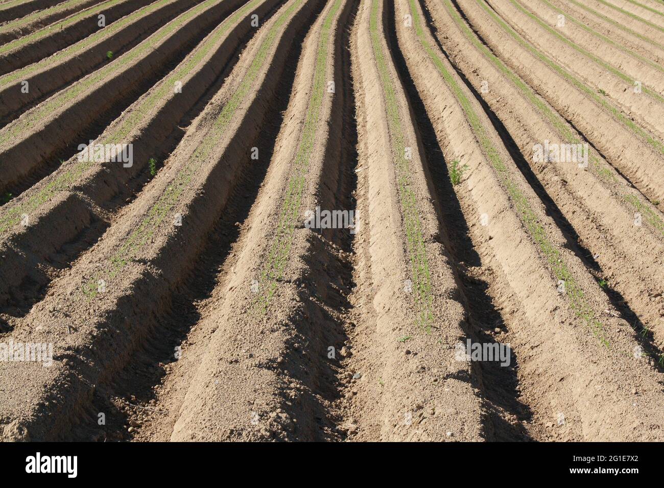 Newly-planted potato field, showing the ridges and furrows in the morning sunshine Stock Photo