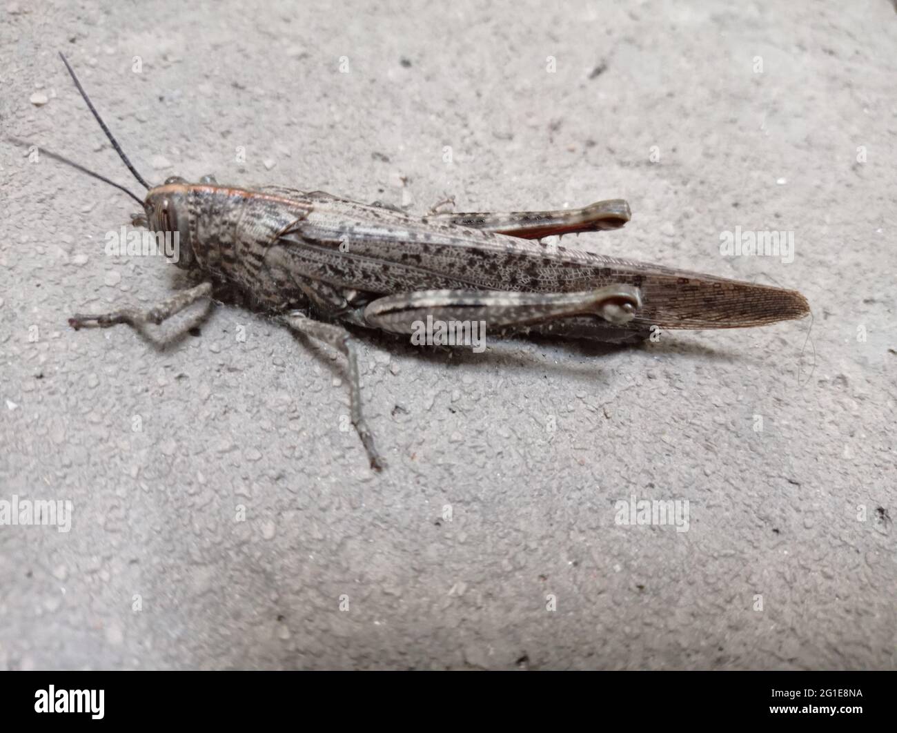 Grasshopper on the ground, in Madrid. Horizontal photography. Stock Photo