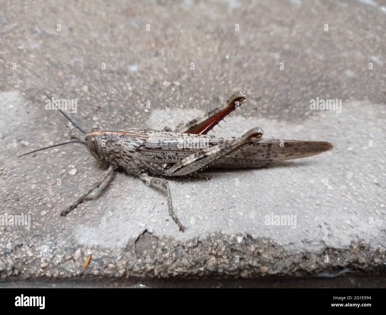 Grasshopper on the ground, in Madrid. Horizontal photography. Stock Photo
