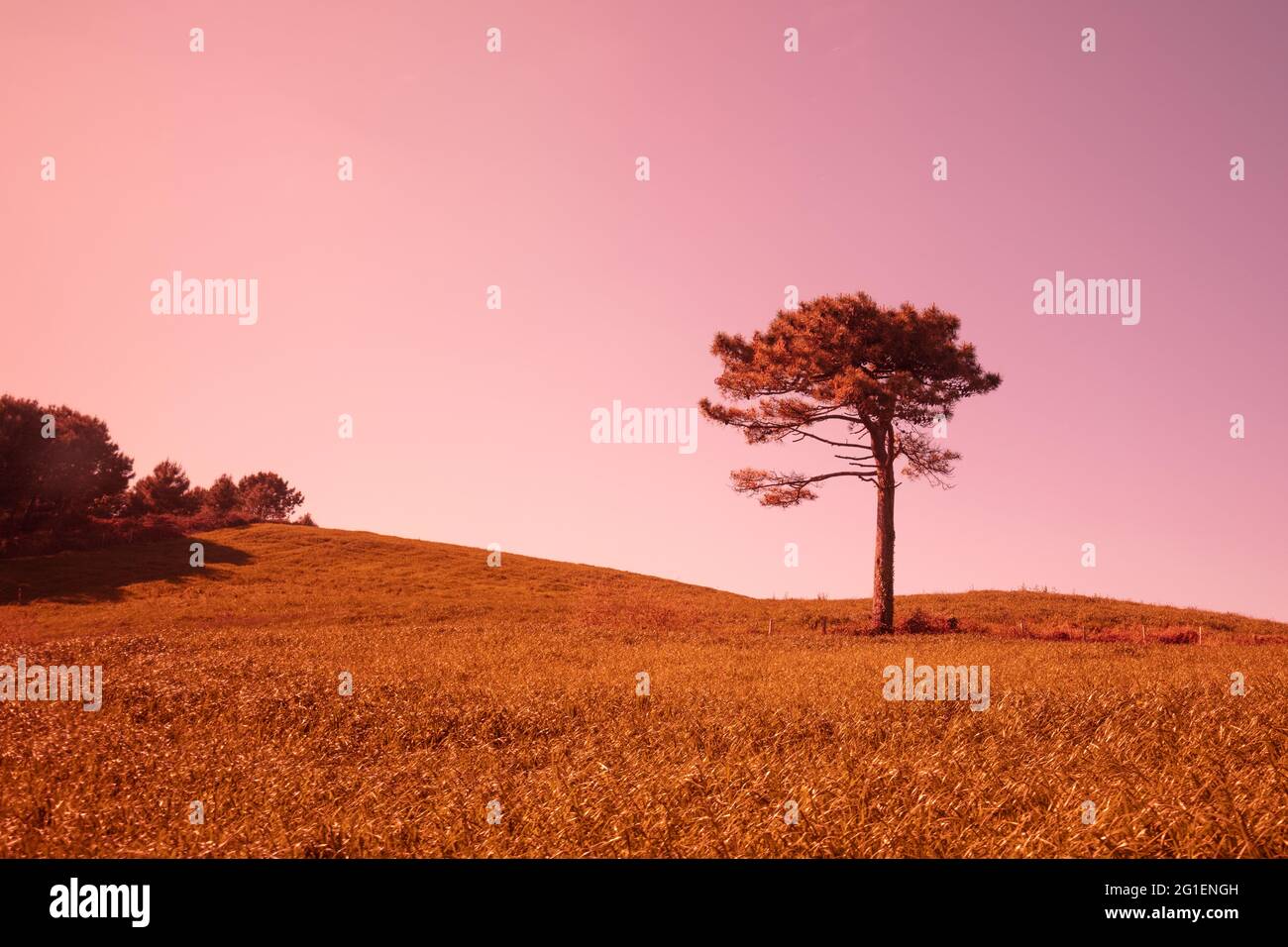 Lone pine tree on a hill covered with grass. Beautiful fresh nature on a spring sunny day. Red toned Stock Photo