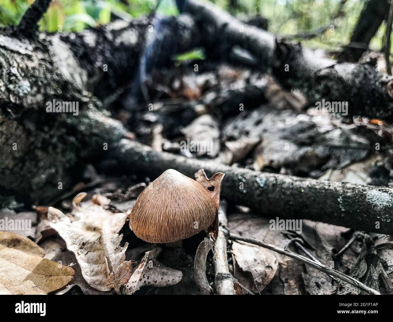 Mushrooms growing in garden soil hires stock photography and images