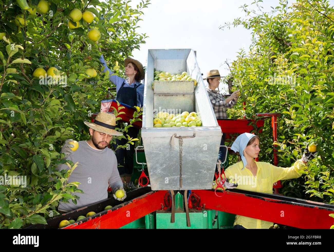 Farmers working on harvesting platform Stock Photo