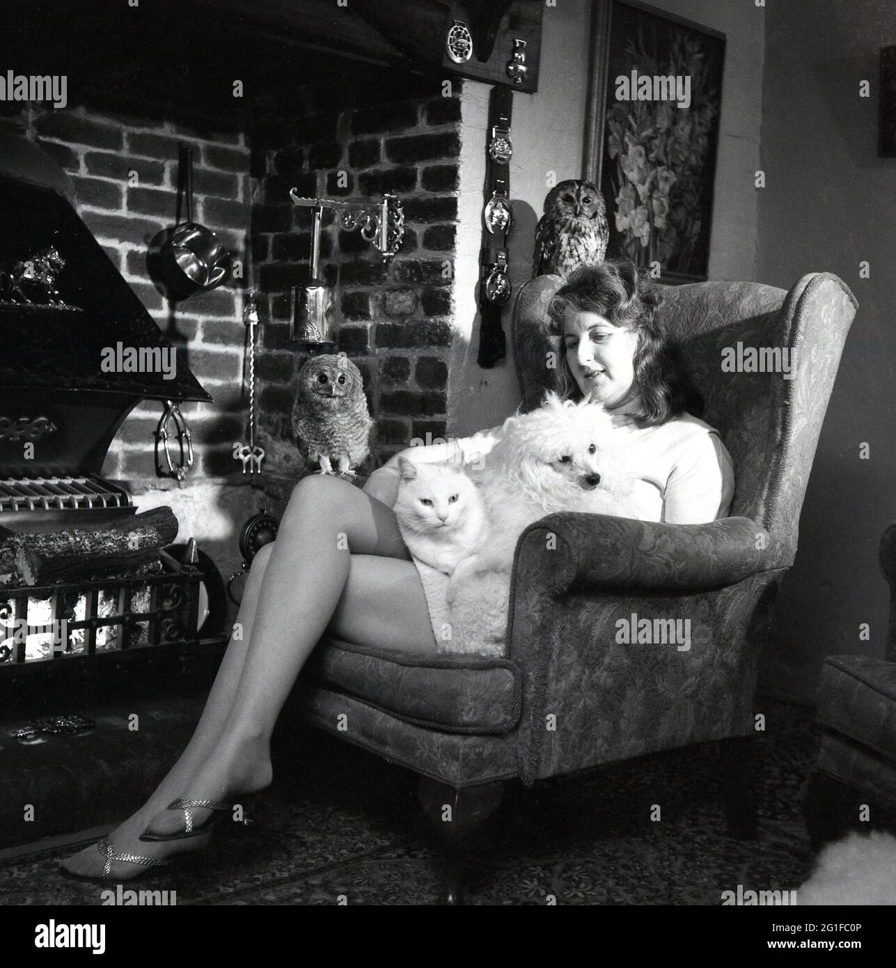 1960s, historical, a woman sitting in an armchair in a lounge in front of a large open brick fireplace, with a cat and poodle dog on her her lap and with two owls perched on the arm and headrest of the chair, obviously an animal lover. Captive bred, hand reared owns can be good natured but they but they are wild animals, they are predators and so do not make for good pets. Stock Photo