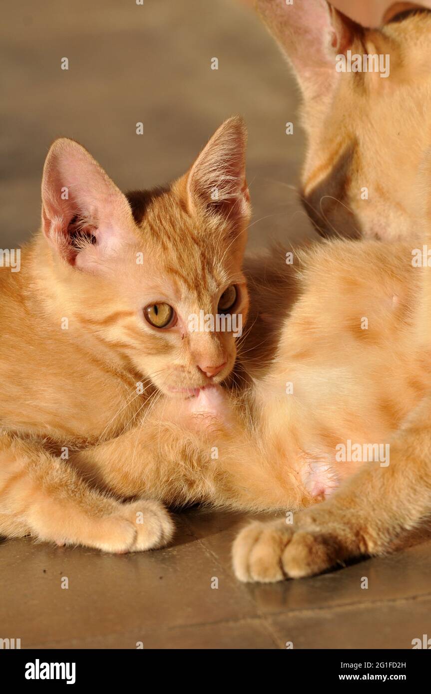 The yellow mother cat is breastfeeding her kitten Stock Photo Alamy