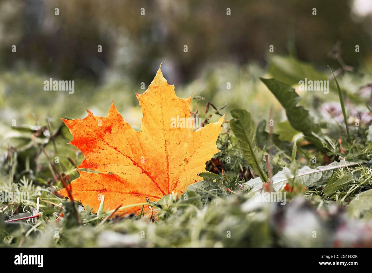 yellow and red maple leaf fallen to ground, color graded, copy space Stock Photo
