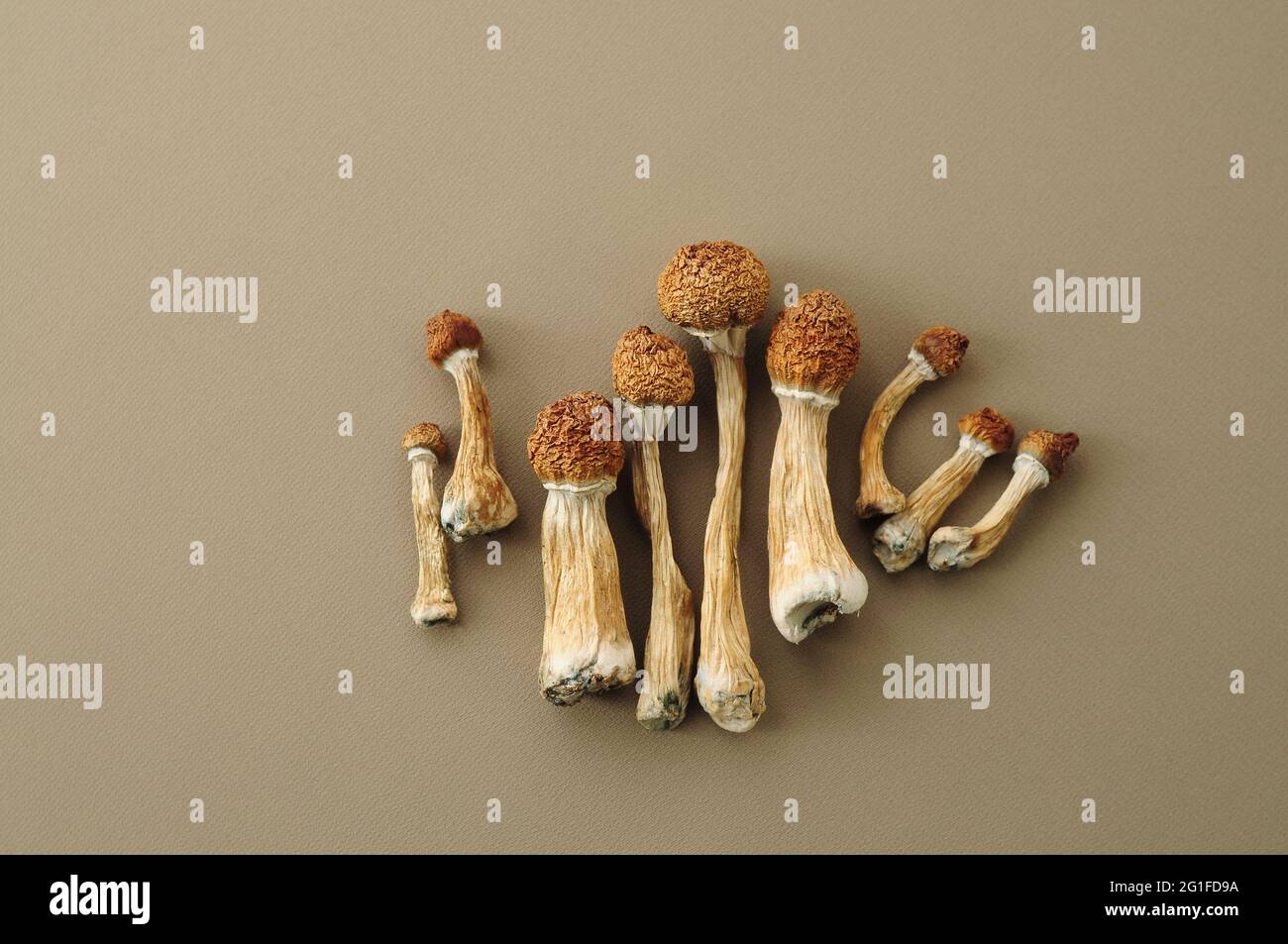 Psychedelic magic mushroom Golden Teacher. Dried psilocybin mushrooms on brown background. Micro-dosing concept. Stock Photo