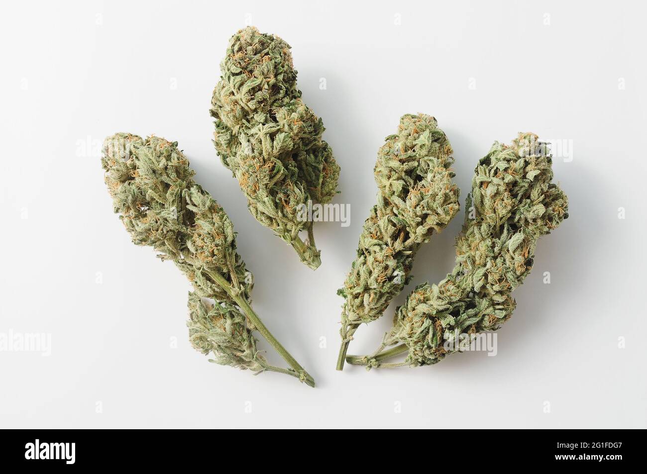 Marijuana buds close-up. Medicinal cannabis flowering on white background.  Hemp recreation, medical use, legalization Stock Photo - Alamy