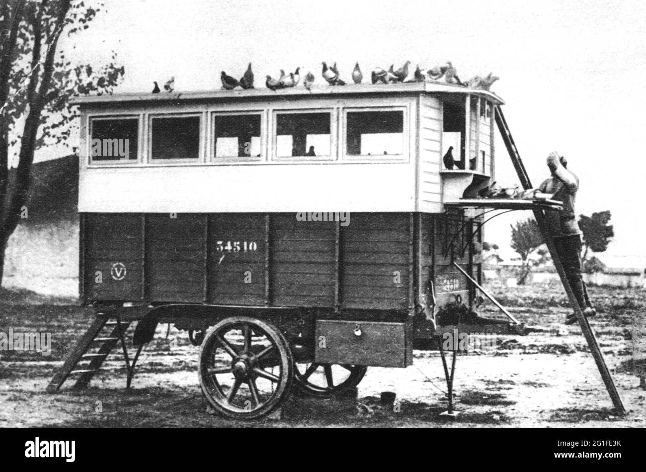 Carrier pigeon hi-res stock photography and images - Alamy