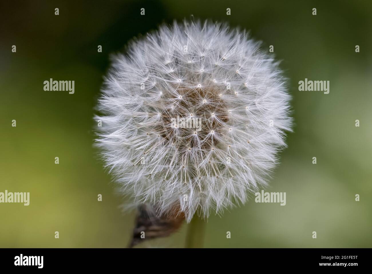 Close up view of the seed head of Taraxacum officinale, an intact dandelion clock, in a garden in Surrey, south-east England in late spring Stock Photo