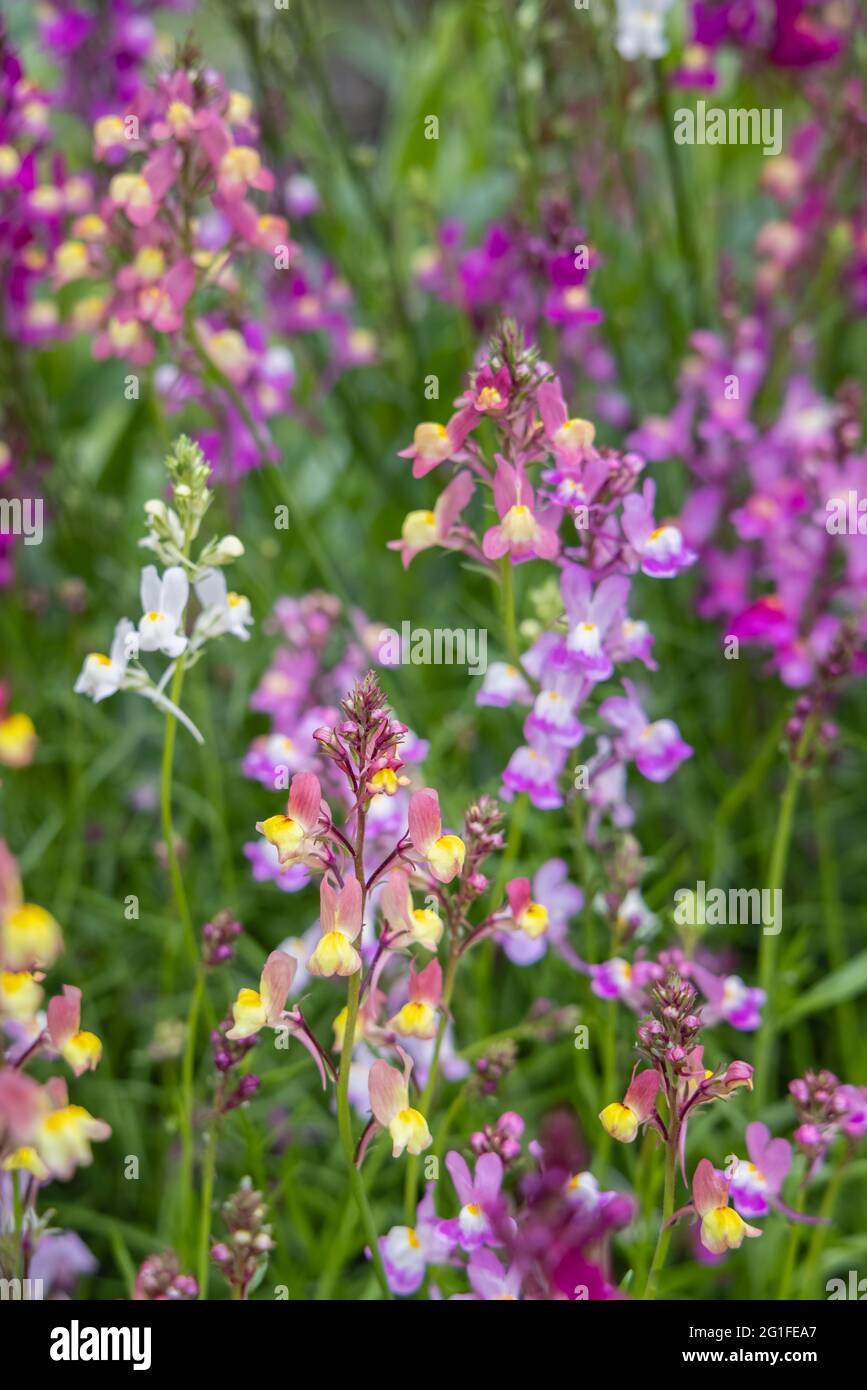 Mixed colours of the annual bedding plant Linaria maroccana, Linaria ...