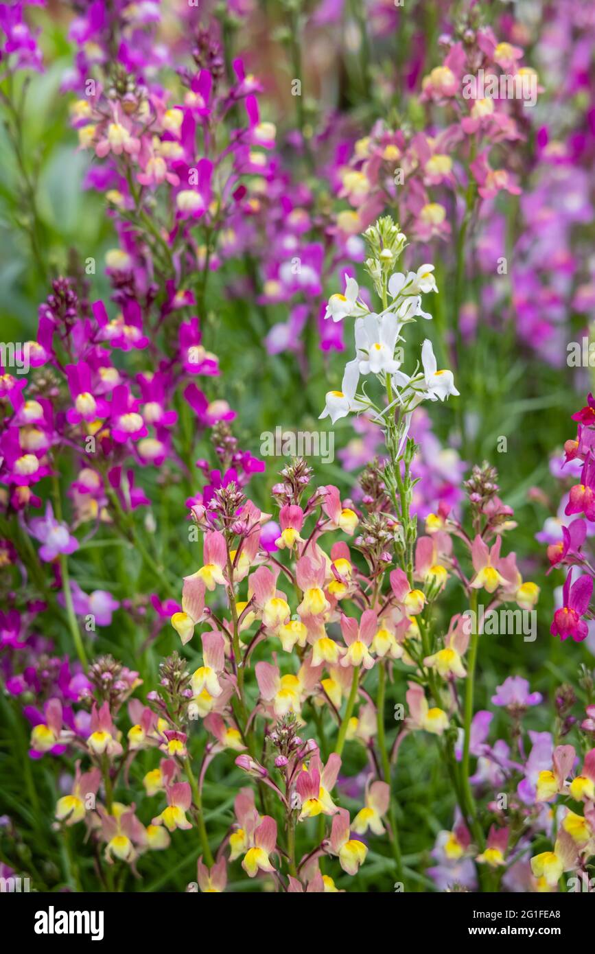 Mixed colours of the annual bedding plant Linaria maroccana, Linaria 'Northern Lights' flowering in late spring to early summer in a garden in Surrey Stock Photo