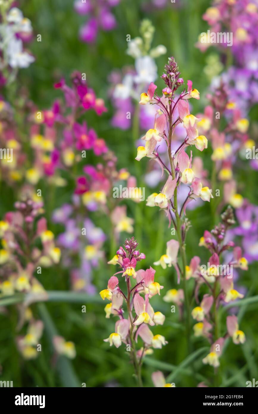 Mixed colours of the annual bedding plant Linaria maroccana, Linaria ...