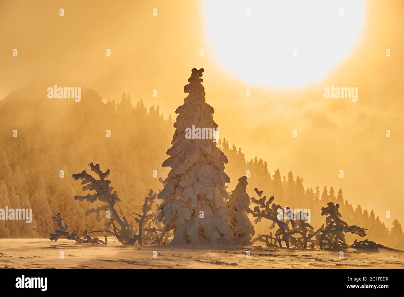 Spruce (Picea abies) trees in winter at sunrise, mount Arber, Bavarian Forest, Bavaria, Germany Stock Photo