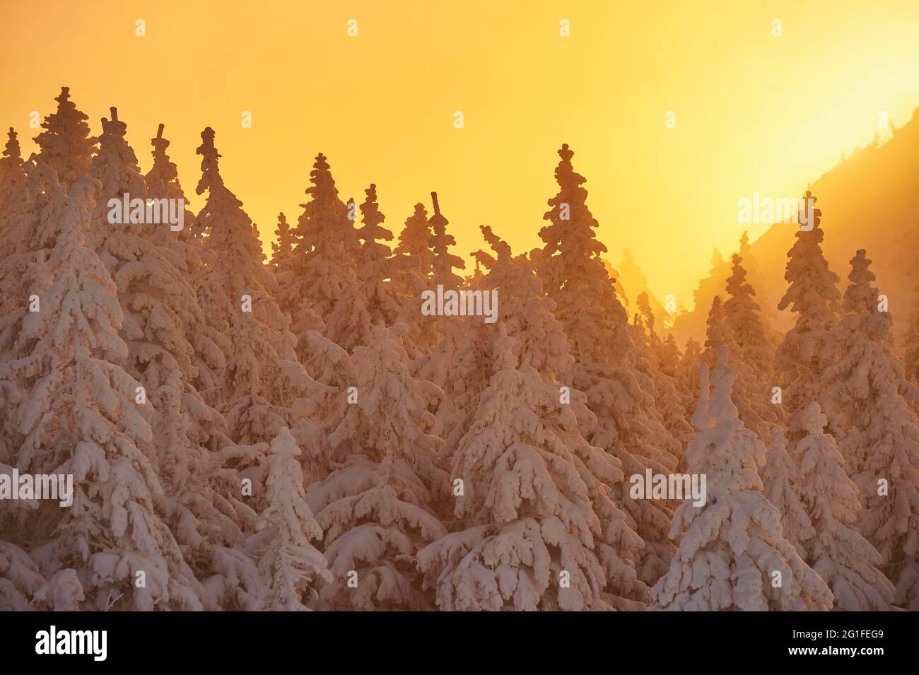 European spruce (Picea abies) trees in winter at sunrise, mount Arber, Bavarian Forest, Bavaria, Germany Stock Photo