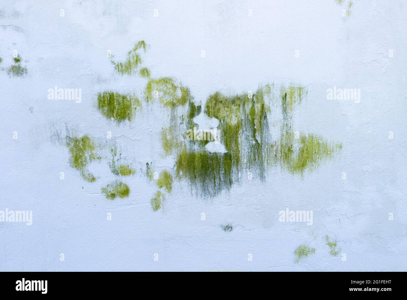 Green stain on a white wall due to humidity Stock Photo Alamy