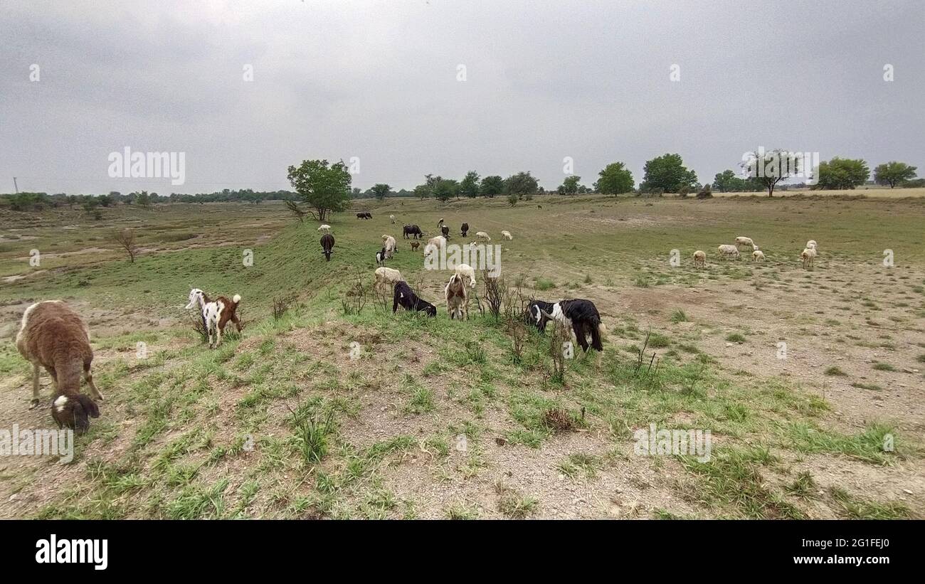 Closeup shot of an agricultural landscape with cows grazing in the ...