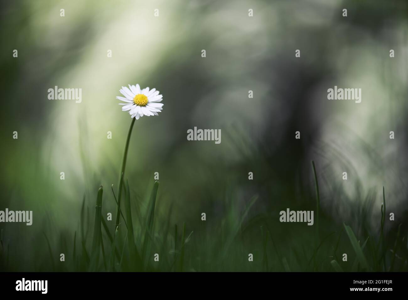 Closeup nature view of green creative layout made of green grass and single daisy flower on spring meadow. Natural background Stock Photo