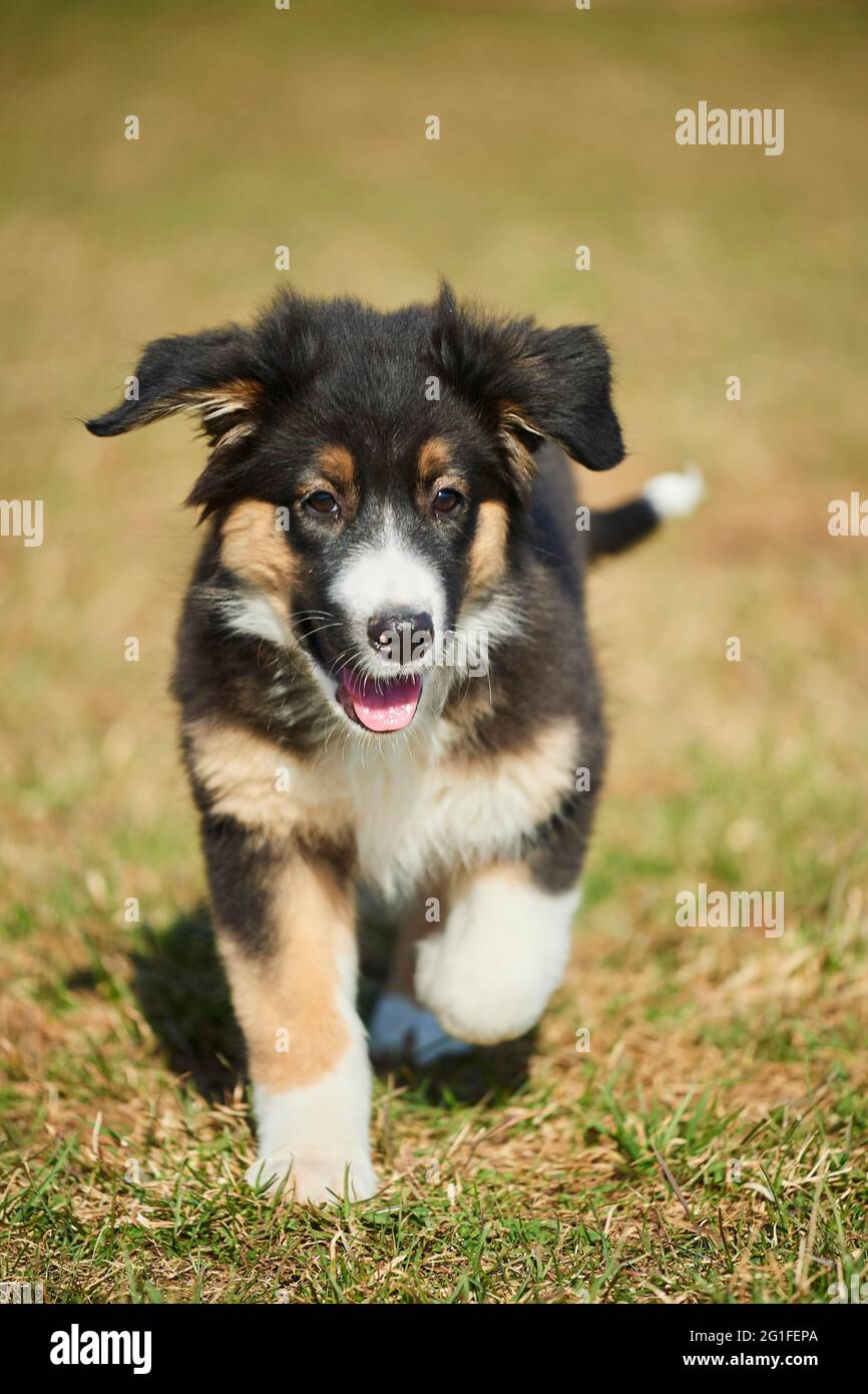 Mixed-bread dog (Australian Shepherd and Golden Retriever), Bavaria,  Germany Stock Photo - Alamy