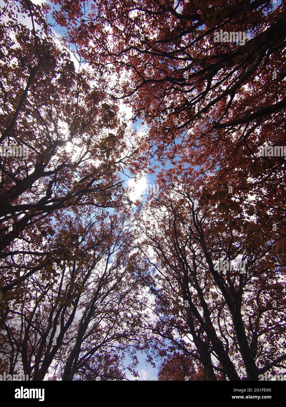 Low angle shot of beautiful fall trees with yellow leaves Stock Photo ...